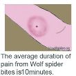 Pain from Wolf spiders bites lasts in average 10 minutes
