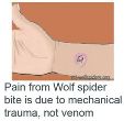 Mechanical trauma is what hurts from Wolf spider bites