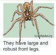 A Wolf spider with its large strong front legs