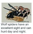 Wolf spiders hunts day and night