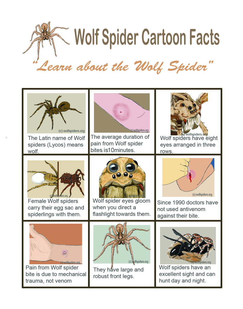 The full Wolf spider cartoon