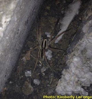 Wolf spider with glooming eyes
