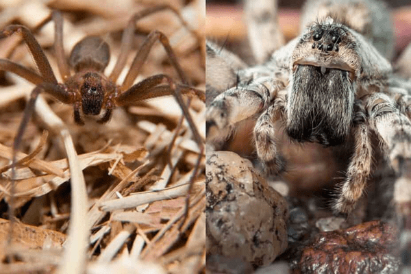 Can wolf spiders eat brown recluse