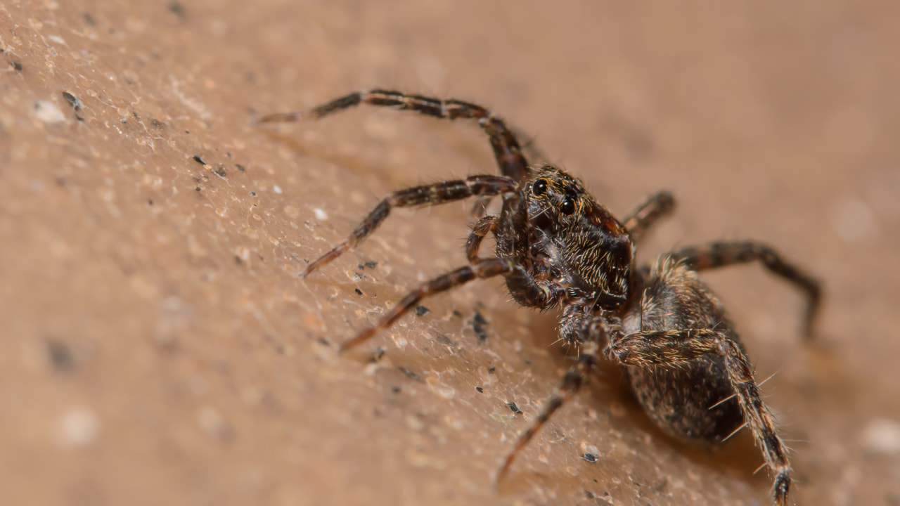 do wolf spiders eat other spiders