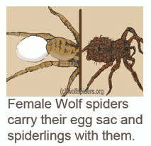Female Wolf spiders carry their egg sac and spiderlings with them