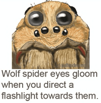 wolf spiders eyes gloom when you direct a flashlight towards theme