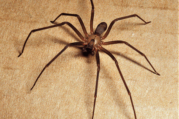 What is a brown recluse