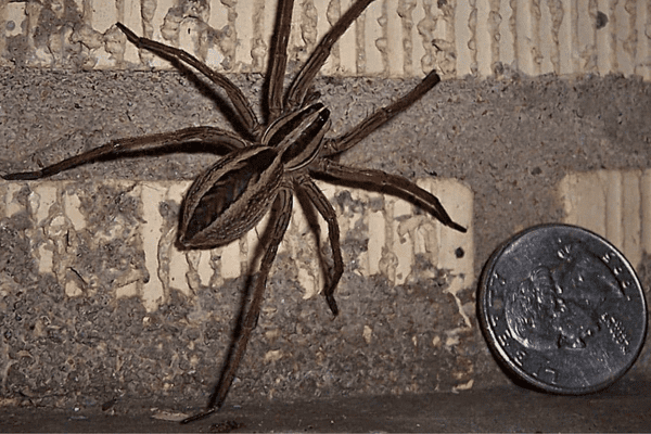 What to know about wolf spiders