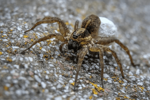 Diet of an wolf spider