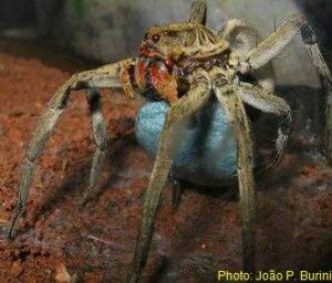 Wolf spider with blue egg sac