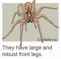 A Wolf spider with its large strong front legs