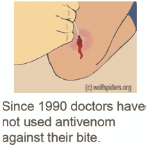 Since 1990, Wolf spiders have been treated without the use of antivenin