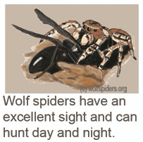 Wolf spiders hunts day and night