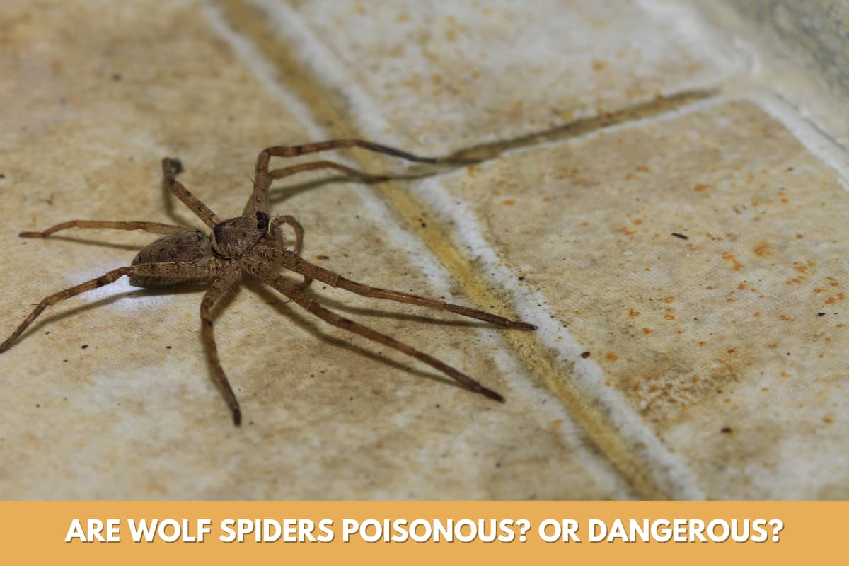 are wolf spider poisonous or dangerous