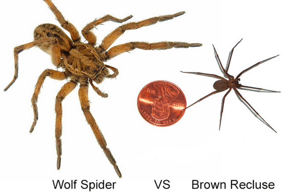 wolf spiders eat brown recluse
