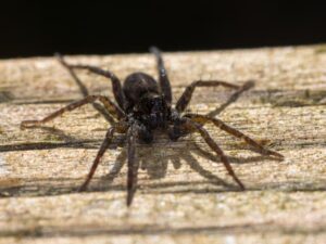 how to identify wolf spiders