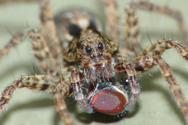 Factors affect lifespan of wolf spiders