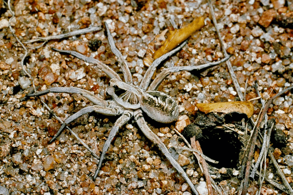Explain life cycle of wolf spiders