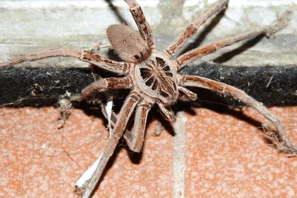 life cycle of wolf spider