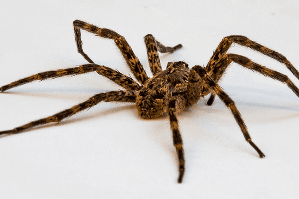 wolf spiders jump