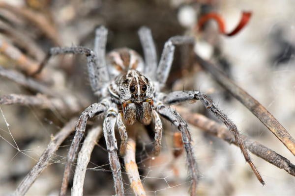 How long can wolf spiders live?