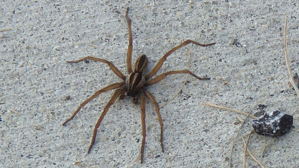 Dotted Wolf Spider
