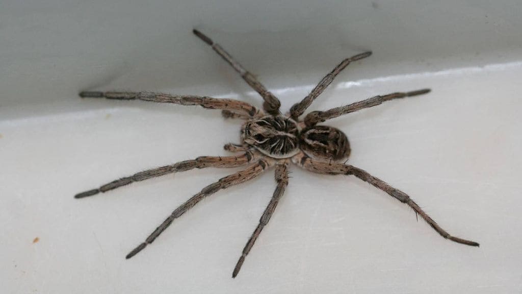 Giant Wolf Spider, The Best Pet Invertebrate?