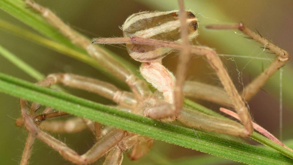 How Often Do Wolf Spiders Molt