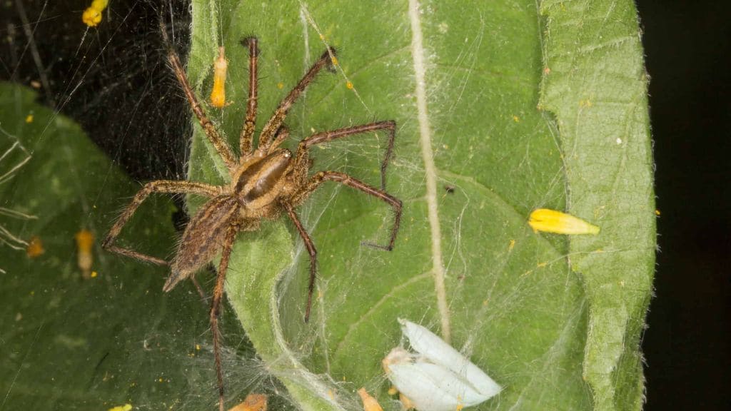 Most Common Types of House Spiders