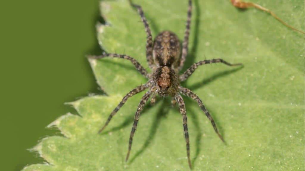 Theories About Spiders